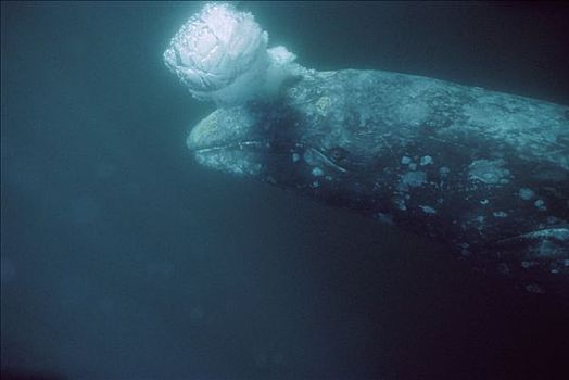 灰鲸,成年,水下,吹泡泡,北下加利福尼亚州,墨西哥