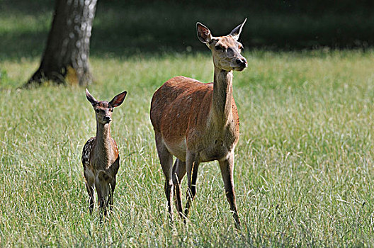 赤鹿,鹿属,鹿,母鹿,雌鹿,自然保护区,下萨克森,德国,欧洲