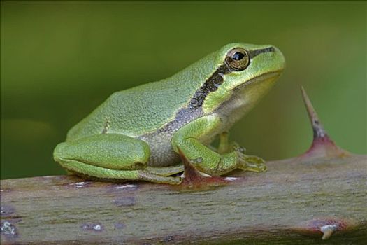 欧洲树蛙,无斑雨蛙,幼小,荷兰