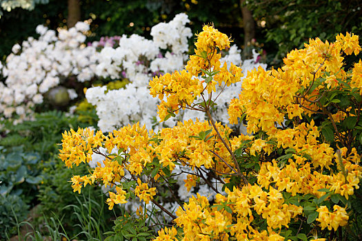 花,杜鹃花,杜鹃花属植物,春天,花园