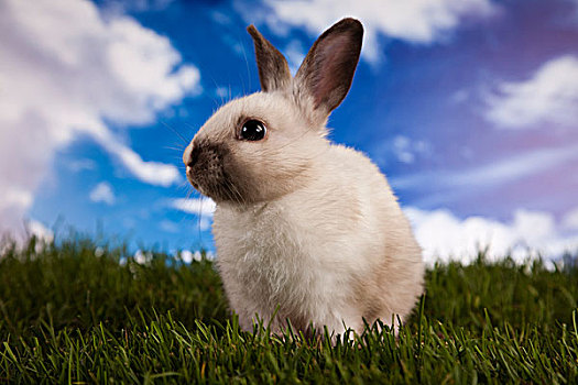 兔子,青草