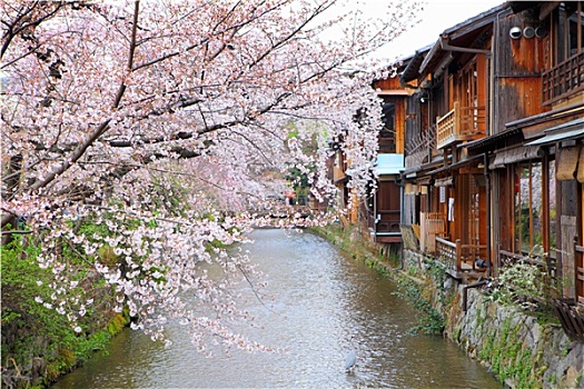 京都,木屋,樱花