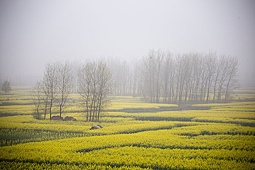 江苏泰州兴化油菜花