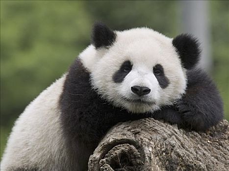 大熊猫,幼兽,休息,原木,中国