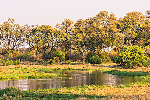 博茨瓦纳,奥卡万戈三角洲,湿地,区域,靠近,河