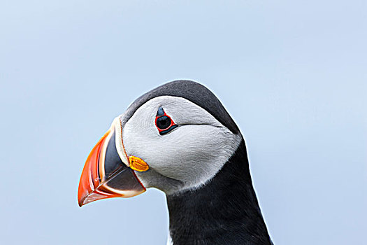 大西洋角嘴海雀,角嘴海雀,北极,设得兰群岛,苏格兰