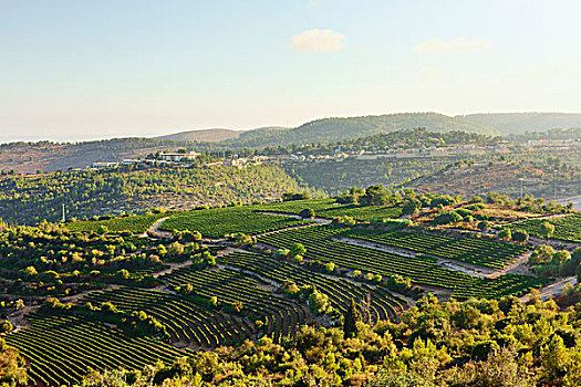 葡萄园,山,以色列