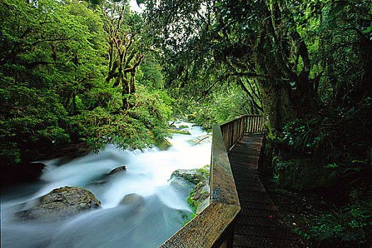 河,雨林,峡湾国家公园,南岛,新西兰
