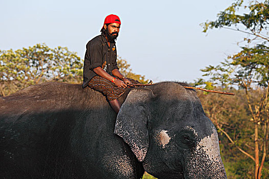 骑,大象,亚洲,东方,大象训练营,国家,公园,泰米尔纳德邦,印度南部,印度,南亚