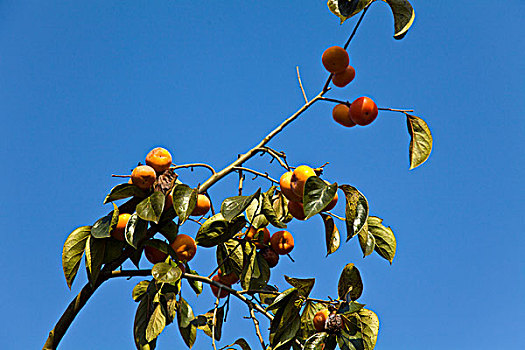 柿林,柿子树,柿子,红岩村,广西,桂林,恭城