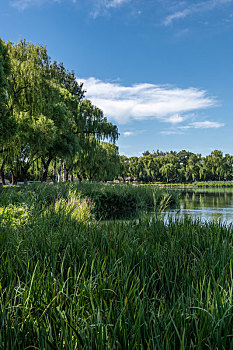 北京什刹西海城市湿地