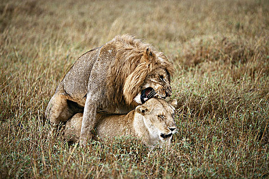 肯尼亚,马赛马拉国家保护区,雄性,雌性,狮子,交配,大幅,尺寸