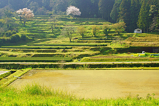 稻田,樱花