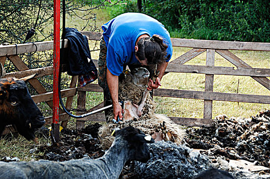 绵羊,剪羊毛,梅克伦堡前波莫瑞州,德国,欧洲
