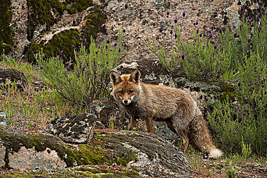红狐,狐属,自然公园,安达卢西亚,西班牙