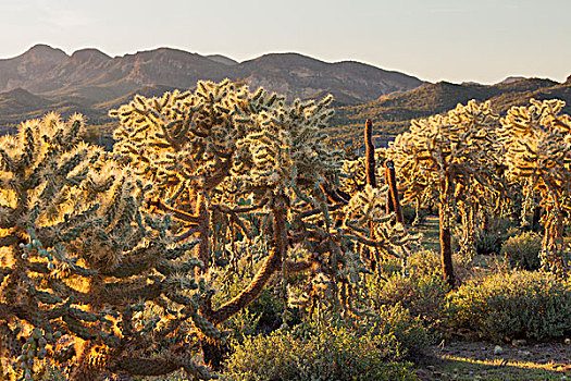 仙人掌,州立公园,亚利桑那,美国