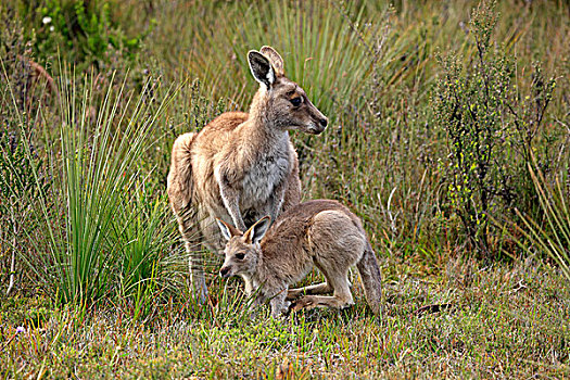 大灰袋鼠,幼兽,威尔逊-普勒蒙特利国家公园,维多利亚,澳大利亚,大洋洲