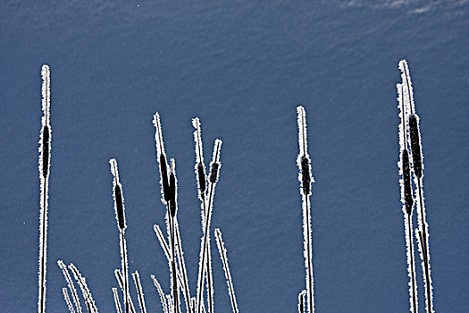 加拿大,不列颠哥伦比亚省,芦苇,涂层,白霜,雪,背景