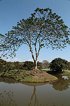 中科院西双版纳热带植物园美景