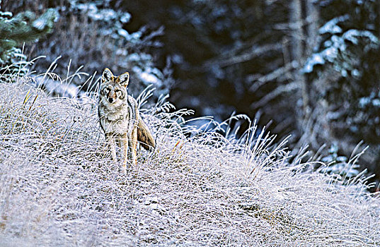 丛林狼,犬属,早,冬天,加拿大