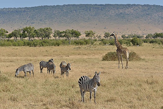 马赛长颈鹿,白氏斑马,马,斑马,塞伦盖蒂,裂谷省,肯尼亚,非洲