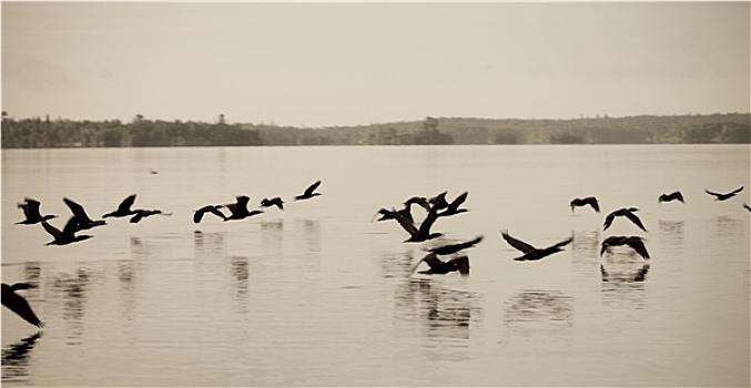 鸟,飞翔,低,上方,湖,木头