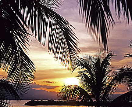 棕榈树,海洋,日落,瓜德罗普,法国,西印度群岛