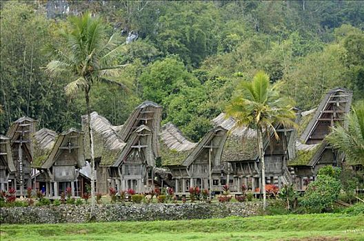 印度尼西亚,苏拉威西岛,岛屿,国家,靠近,乡村