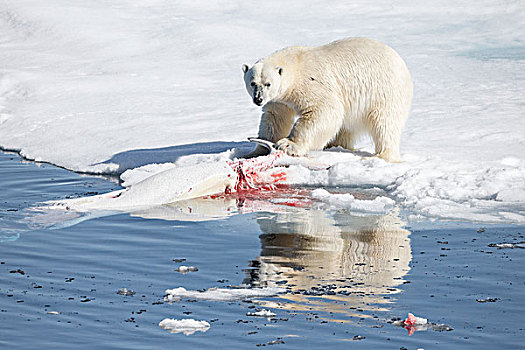 挪威,斯瓦尔巴特群岛,浮冰,北极熊,吃,白鲸,畜体
