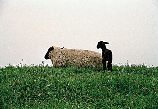 母兽,绵羊