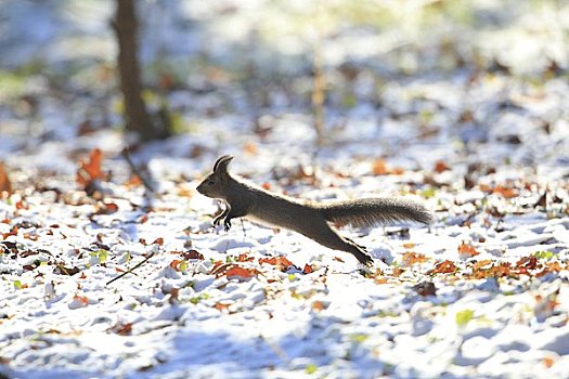北海道松鼠,冬天