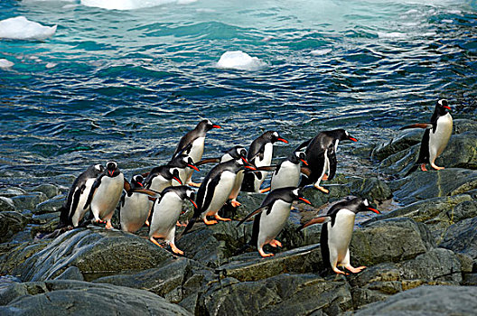 南极,南极半岛,岛屿,巴布亚企鹅,海洋