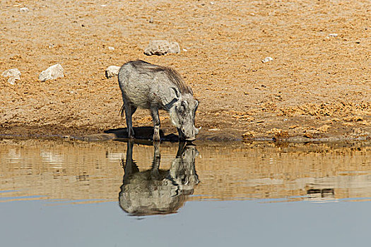 普通,疣猪,喝,水坑,埃托沙国家公园,纳米比亚,非洲