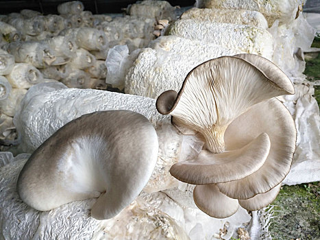 蘑菇,蘑菇大棚