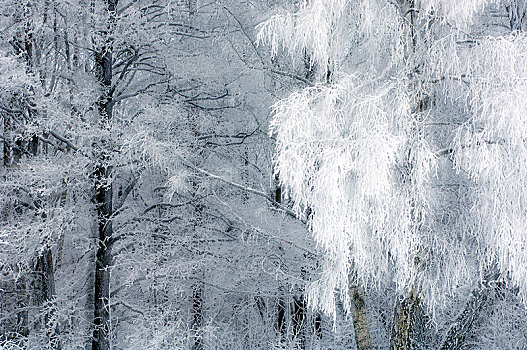 霜,树上