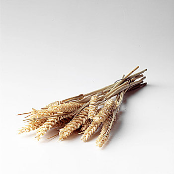 茎,小麦,白色背景