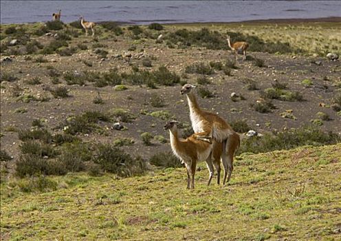 原驼,女性,交配,托雷德裴恩国家公园,智利