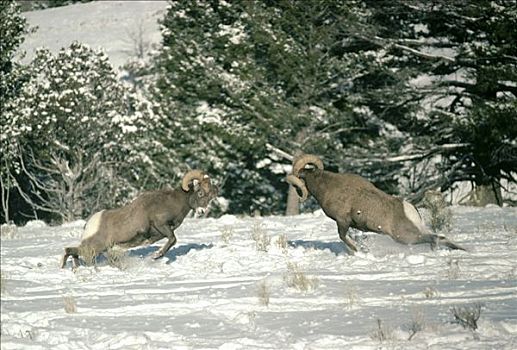 大角羊,两个男人,争斗,黄石国家公园,怀俄明