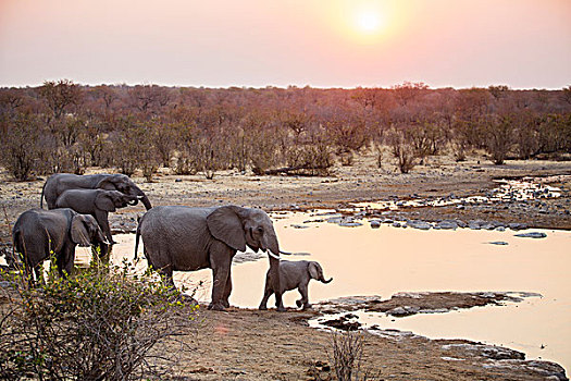 非洲象,水坑,日落,埃托沙国家公园,纳米比亚,非洲