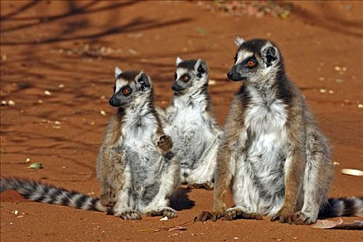 节尾狐猴,狐猴,成年,女性,年轻,禁猎区,马达加斯加
