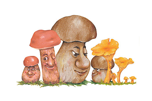 牛肝菌,鸡油菌,可食蘑菇,脸,裁剪,背景,白色,德国,欧洲
