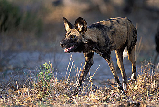 博茨瓦纳,乔贝国家公园,非洲野狗,非洲野犬属,场所,黑斑羚,杀,萨维提,湿地,黎明