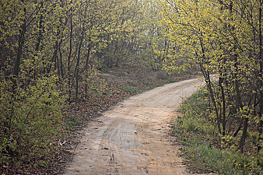 春天乡村道路