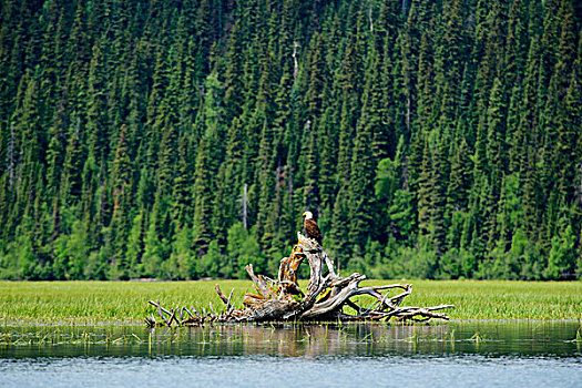 白头鹰,海雕属,雕,栖息,枯木,湿地,鲍伦湖,省立公园,大幅,尺寸