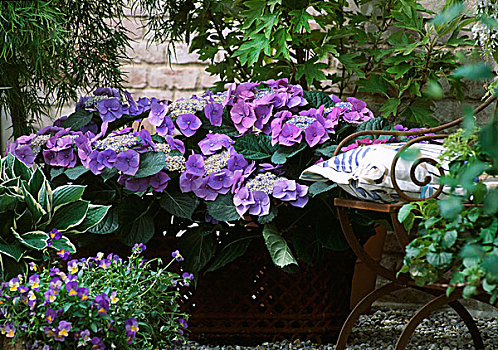 八仙花属,培育品种,蓝山雀,堇菜属,靠近,花园椅