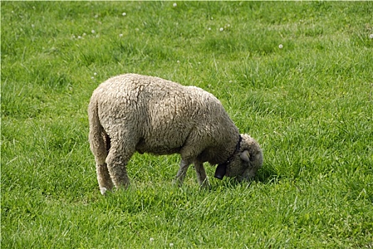 绵羊,草丛