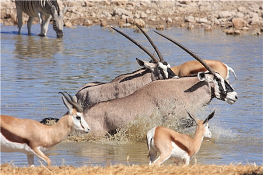 长角羚羊,羚羊,纳米比亚