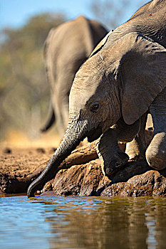 幼小,非洲象,喝,马沙图禁猎区,博茨瓦纳,非洲