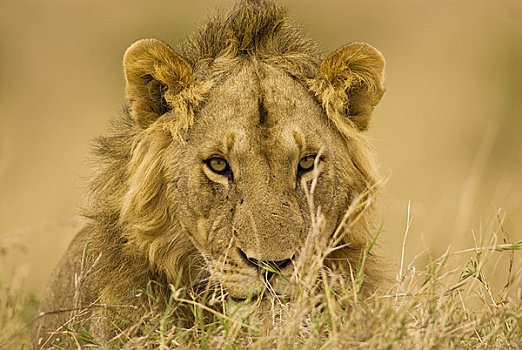 特写,雄性,狮子,马赛马拉,肯尼亚,非洲