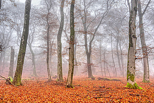 秋日树林,雾,莱茵兰普法尔茨州,德国